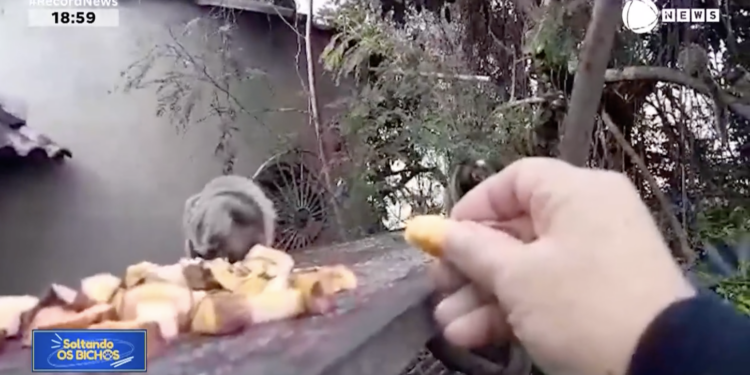 Macaquinhos e cães encantam as redes sociais com suas manias inusitadas