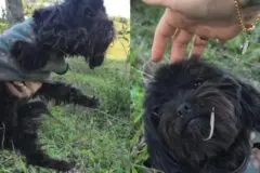 Cachorrinha é encontrada com roupinha no meio da mata, ganha novo nome, mas divulgação nas redes gera reviravolta: “Não tinham mais esperanças”