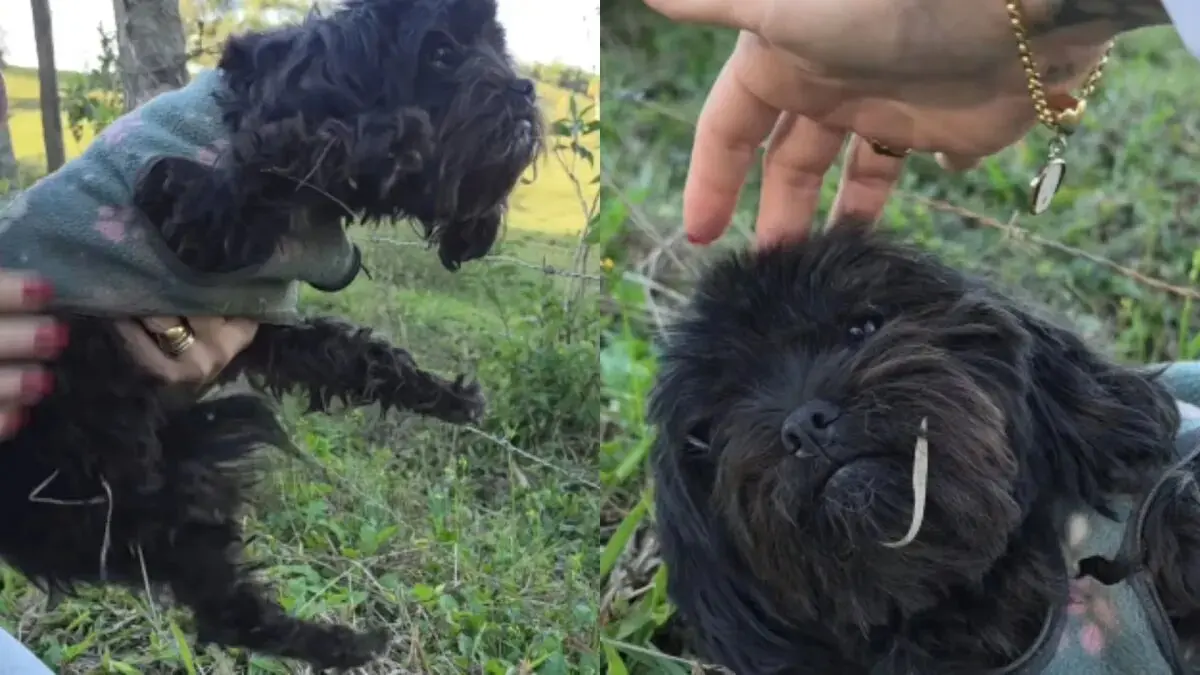 Cachorrinha é encontrada com roupinha no meio da mata, ganha novo nome, mas divulgação nas redes gera reviravolta: “Não tinham mais esperanças”