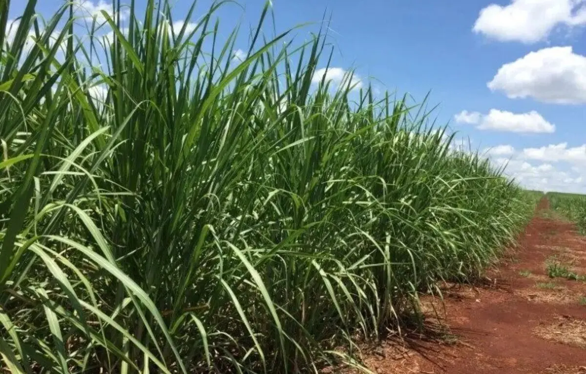 Chuvas atrasam moagem de cana e sustentam preços do etanol em SP