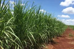 Chuvas atrasam moagem de cana e sustentam preços do etanol em SP