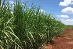Chuvas atrasam moagem de cana e sustentam preços do etanol em SP