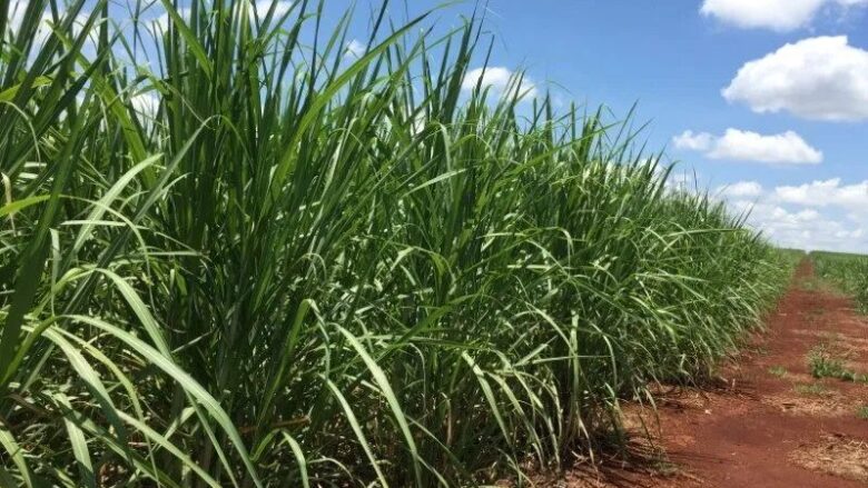 Chuvas atrasam moagem de cana e sustentam preços do etanol em SP