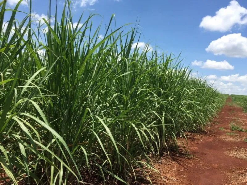 Chuvas atrasam moagem de cana e sustentam preços do etanol em SP
