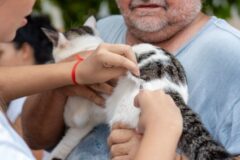 Dia D do "Setembro Caramelo" imuniza mais de 30 mil animais em Porto Velho