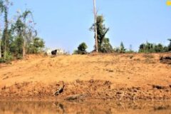 MPF pede medidas urgentes contra ameaças de pistoleiros a extrativistas na Resex Jaci-Paraná (RO)