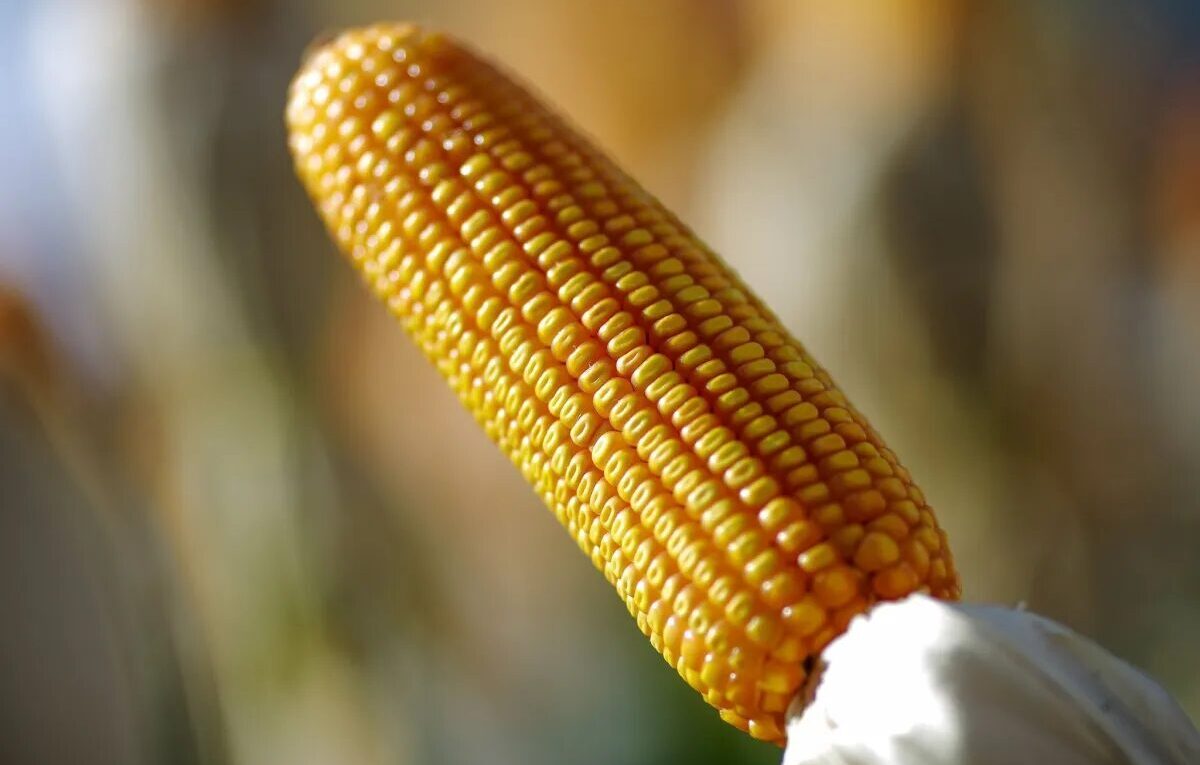O que são micotoxinas e como elas afetam a produção no agronegócio?