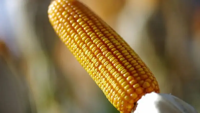 O que são micotoxinas e como elas afetam a produção no agronegócio?