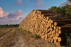 Suzano confirma novo aumento no preço da celulose