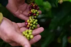 Cláudia de Jesus destina R$ 180 mil à cafeicultura em Vale do Anari
