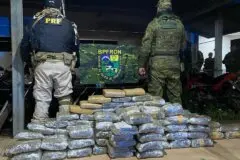 Forças de segurança apreendem mais de 100 kg de skunk avaliados em R$ 1,24 milhão