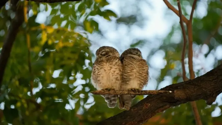 Por que os pássaros não caem do galho enquanto dormem? Entenda como funciona a “trava” que existe nos músculos desses animais