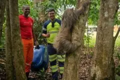 Preguiça resgatada à beira da morte na BR-364 se recupera e volta à natureza