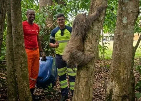 Preguiça resgatada à beira da morte na BR-364 se recupera e volta à natureza